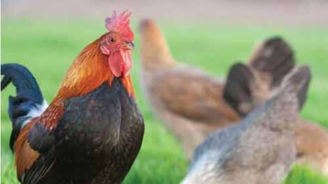 The Mother Earth News Guide to Raising Chickens Image
